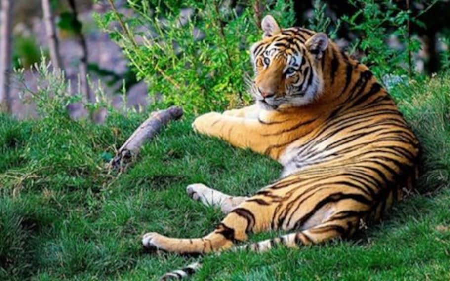 Sunderbans Tiger Safari Landscape Image